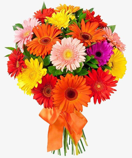 Gerbera Mix