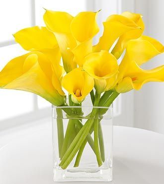 Calla Lily Yellow